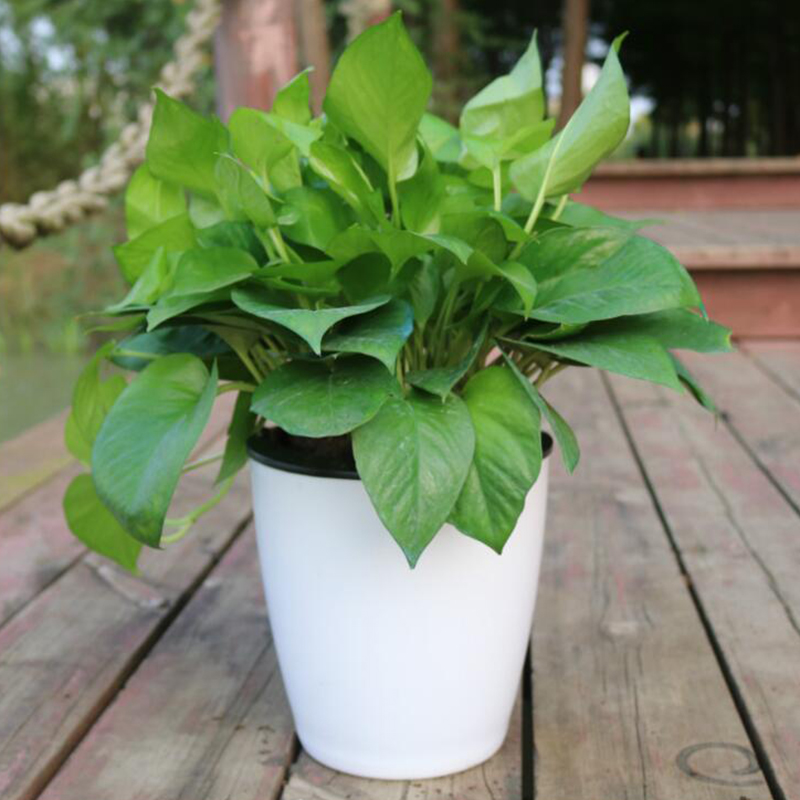 Lazy Flower Automatic Pot Flow - Gardening Tools Green recension och pris